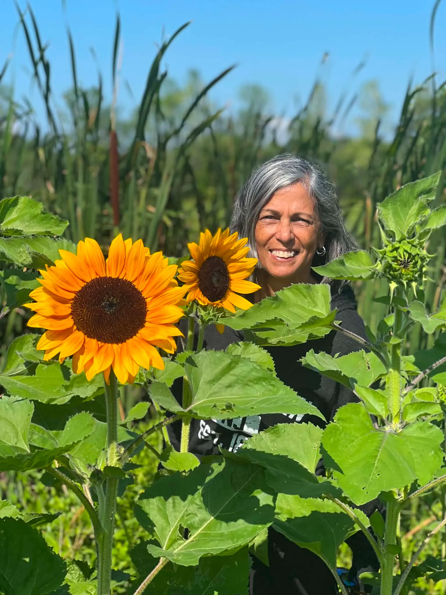 Sunflower